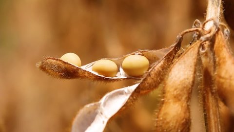 Agriculture, macro mature soybean pod, soybean in the pod, ready for harvest - agribusiness