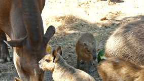Capybara Cute Animal Closeup Video in Zoo