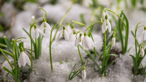 Beautiful snowdrops flowers bloom and snow melts in sunny day in spring forest Growing Time lapse