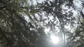 Beautiful winter sun sunlight lens flare through deep green conifer evergreen fir tree forest canopy leaves swaying in the gentle breeze in slow motion - Powered by Shutterstock - Get 15% off with code: PIKWIZARD15