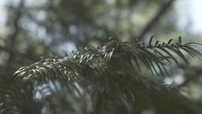 Close up of beautiful deep green conifer coniferous fir tree canopy pine needle leaves gently swaying in the breeze in slow motion - Powered by Shutterstock - Get 15% off with code: PIKWIZARD15