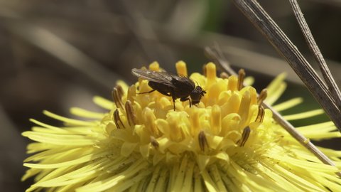 Macro shot of a Muscidae fly pollinating a spring yellow Coltsfoot flower.