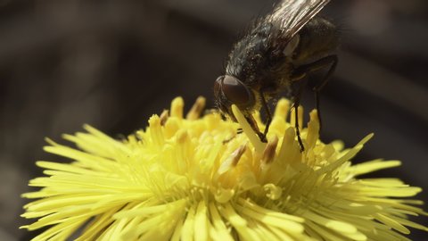 Muscidae fly pollinating a spring yellow Coltsfoot flower. Macro shot.
