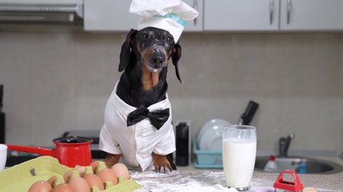 Dachshund dog in cook suit with bow tie and hat in kitchen, drinks milk from glass and licks its lips, milk drips from face, nose stained with wheat flour. Tray of eggs and ladle for cooking on table