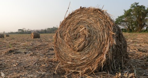 sugarcane straw on the field or biomass from trash