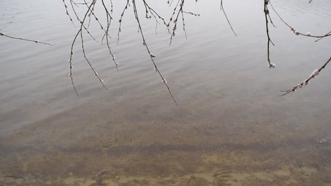 View through dry branches on a background of dark water in a river