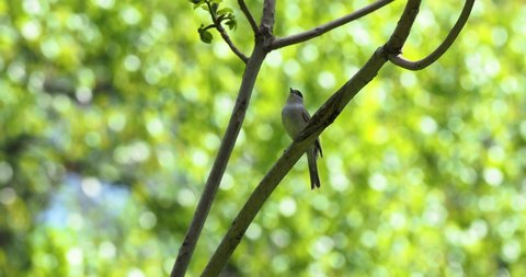 The Eurasian blackcap (Sylvia atricapilla) usually known simply as the blackcap, is a common and widespread typical warbler. Male Eurasian blackcap (Sylvia atricapilla) sings in spring. 