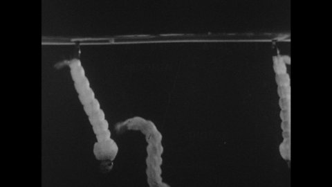 1940s: Mosquito larvae float vertically at surface of water, drink air through breathing tube, heads face down. Anopheles larva floats horizontally, feeds at surface, mouthparts move.