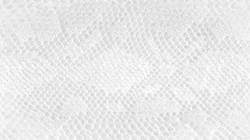 Skin snake background White snake skin texture Close-up 