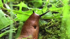 Red Slugs (arion rufus) Closeup 5