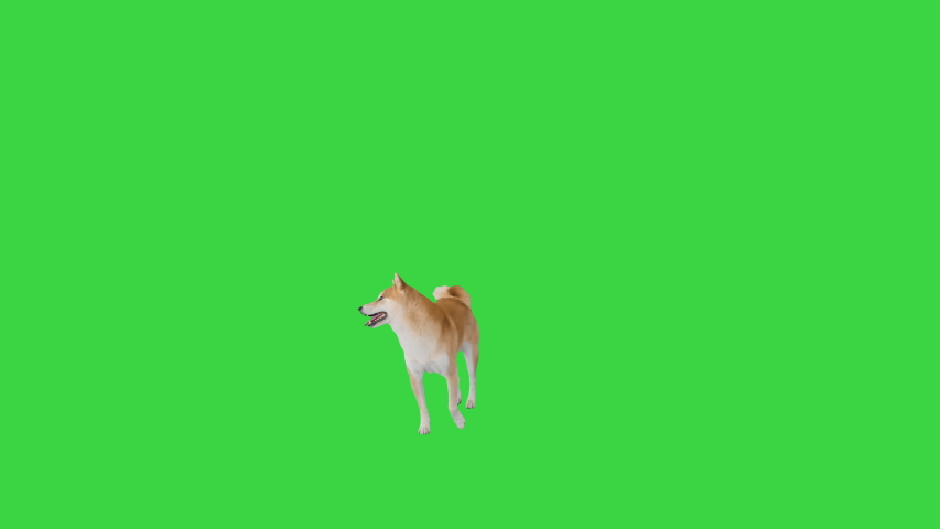 Happy shiba inu walking and thinking where to go on a Green Screen, Chroma Key. | Shutterstock HD Video #1048146646