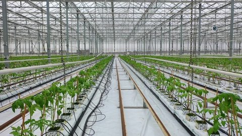 Bryansk, Russia. 03.02.2020: Inside industrial greenhouses, the process of growing plants. Tomato plants in a greenhouse and drip irrigation sistem. 