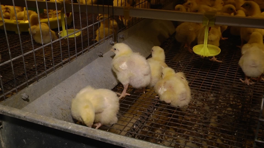 Egg Factory Plant Agriculture Poultry 스톡 동영상 비디오(100% 로열티 프리) 1048149124 | Shutterstock