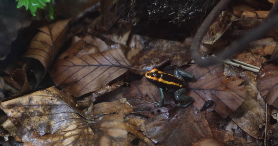 Reticulated poison frog know as Yellow Dart Frog Dendrobates ventrimaculatus sitting on leaves