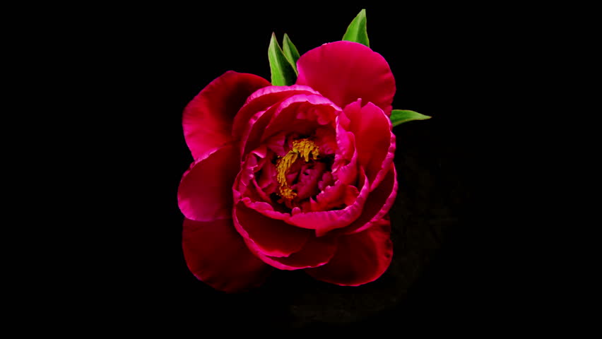 Red Peony Flowering Timelapse 4k Stock Footage Video 100 Royalty Free Red Peony Flowering Timelapse 4k Stock Footage Video 100 Royalty Free