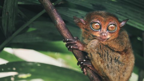 Cute Small Tarsier Falling Asleep Sitting on Branch with Green Bamboo Leaves, Smallest Primate in World Endemic at Bohol of Philippines. Close Up, Slow Motion, Footage Shot in 4K (UHD)