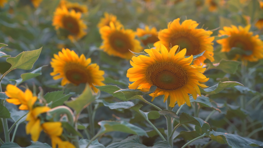 Blooming Yellow Sunflowers On Background Blue Stock Photo Edit Now Shutterstock