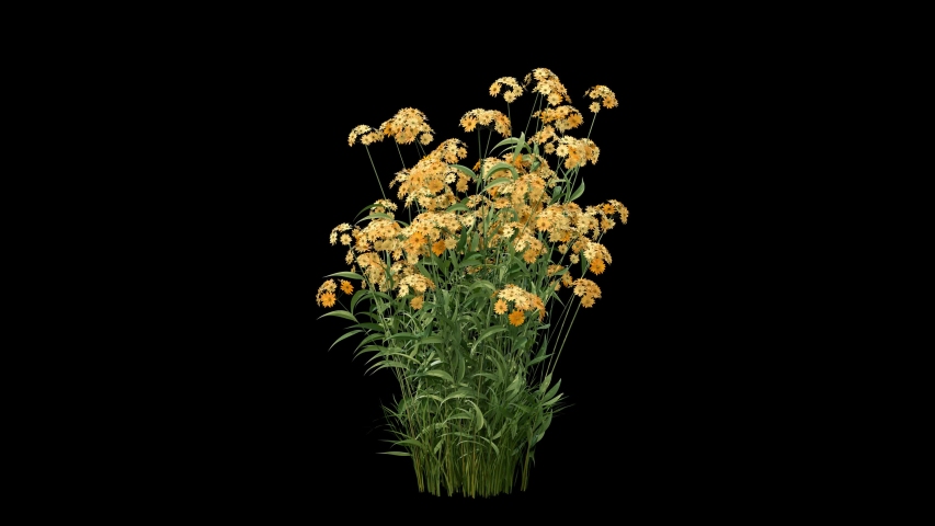 a bunch of flowers or flower bush with blowing wind seamless loop animation isolated on black, 4k with alpha matte ready for compositing 