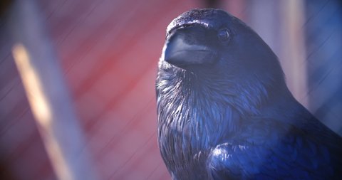 Corvus corax clarionensis. Large common raven head closeup. Black raven eyes and beak macro. Wild bird close up. Black crow head close up. Black crow looking straight into camera