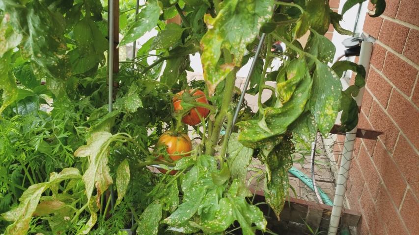 Home gardening - Harvesting or collecting some Stripey tomatoes while growing next to red brick wall in own grown back yard garden.