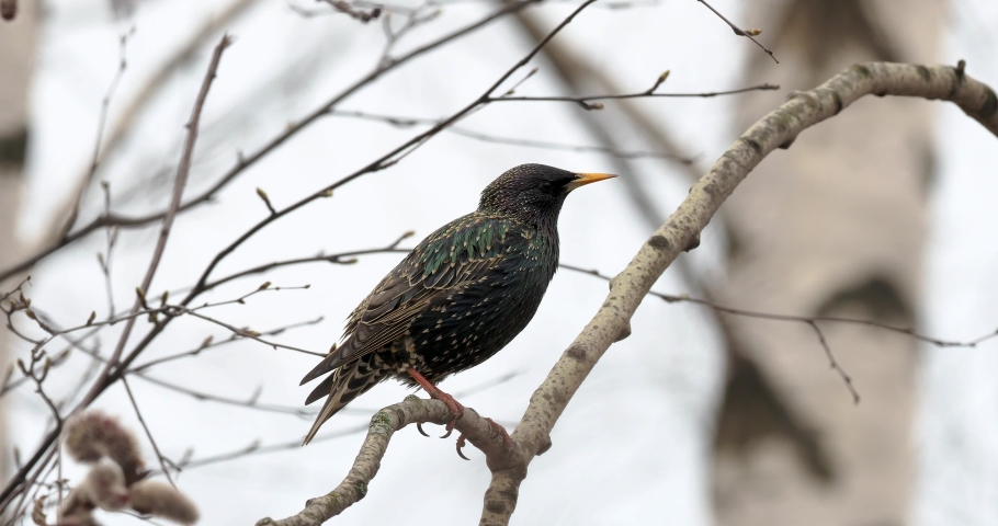 European starling or Common starling (Sturnus vulgaris) sits on a branch in early spring.