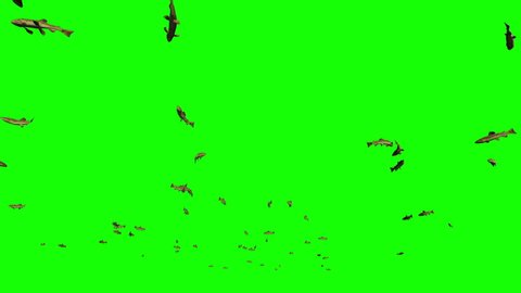 Trout school of fish, Green Screen Chromakey