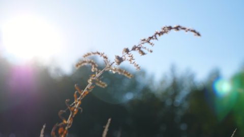 Camera moving through sunny lawn with lush vegetation. Bright warm sunlight illuminating field grass. Blurred background. Point of view Slow motion