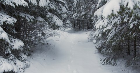 Snow covered path in winter forest dolly shot