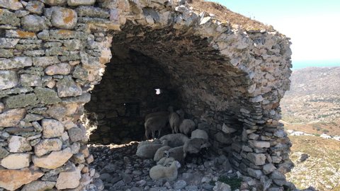 A sheep herd in a stone sheepfold in a sunny day in a rural landscape.