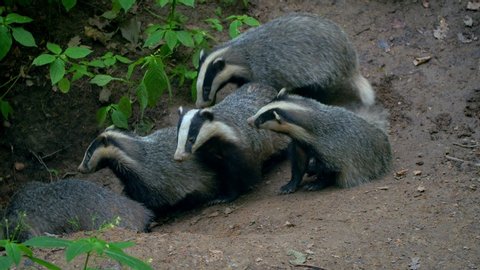 European badger (Meles meles) family at the burrow den sett