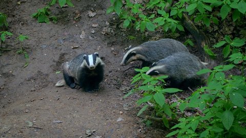 барсук кашкулак. нора барсука. барсуки смоленская область. барсуки смоленская. барсук в смоленской области.