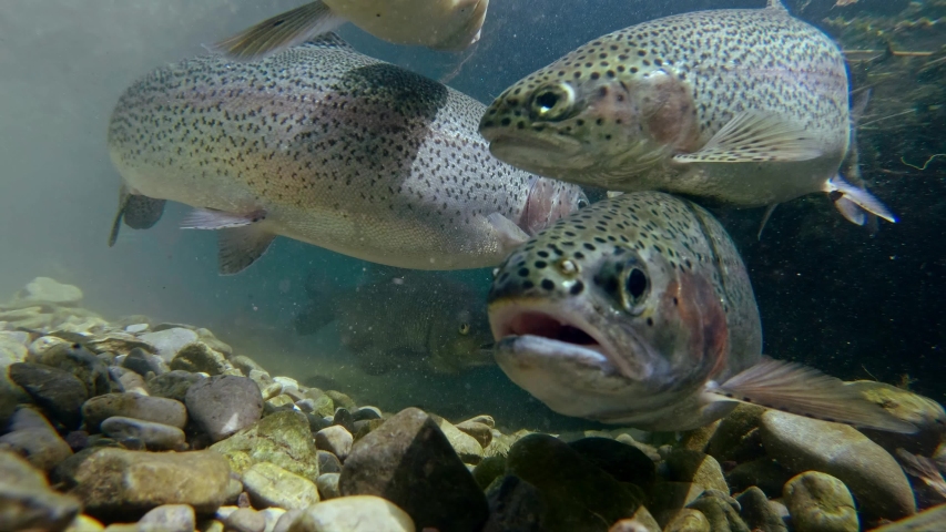 Rainbow Trout - Oncorhynchus mykiss image - Free stock photo - Public ...