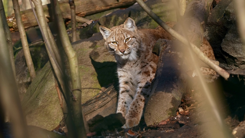 Eurasian lynx (Lynx lynx) preparing for attack