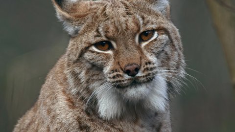 Angry Eurasian lynx (Lynx lynx) threatening and growling