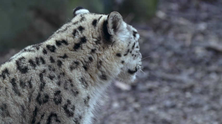 Snow leopard (Panthera uncia) in rocky environment Royalty-Free Stock Footage #1048194211