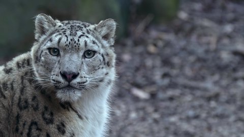 Snow leopard (Panthera uncia) in rocky environment