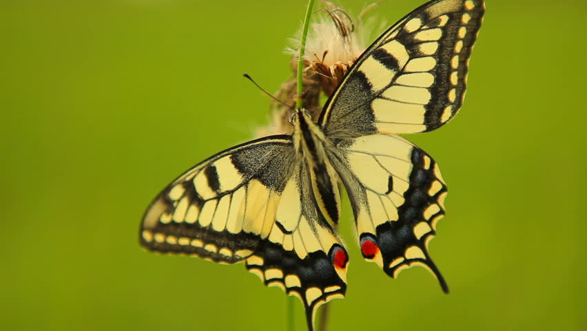 Swallowtail butterfly (Papilio machaon), Central Moravia, Czech Republic, Europe
