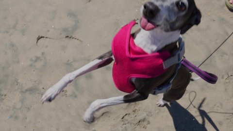 This POV slow motion video shows a top view perspective of an energetic italian greyhound dog jumping up to it's owner, while wearing a pink harness on a sandy beach.