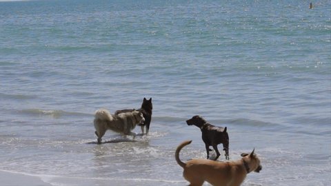 This slow motion video shows a group of happy, energetic, large dogs playing together in the ocean water at a sunny beach.