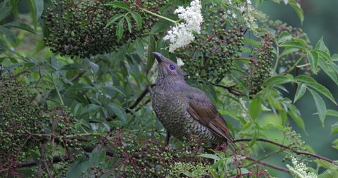 Female satin bowerbird (Ptilonorhynchus violaceus) feeding on elderberries (sambucus nigra). Close-up, Locked down.