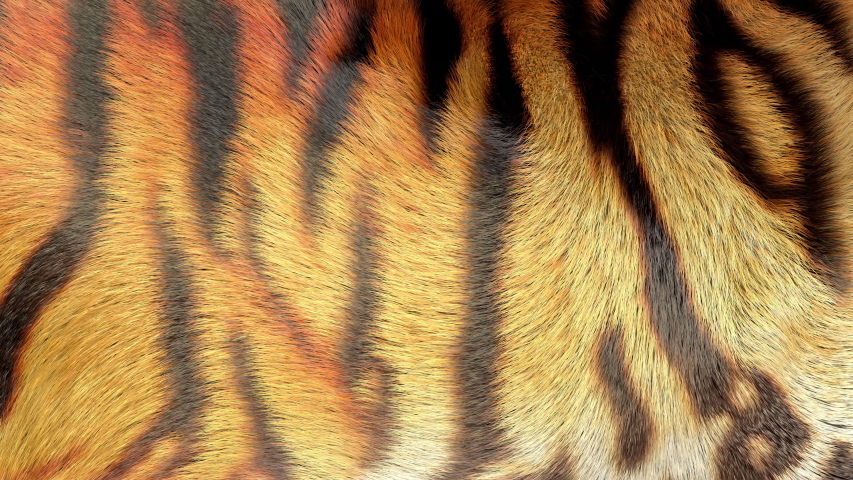 3D generated, waving, tiger fur background. | Shutterstock HD Video #1048200379