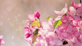 Blooming pink apple branch and falling blurred dust particles like snowfall in slow motion. Beautiful natural light pastel background.  - Powered by Shutterstock - Get 15% off with code: PIKWIZARD15