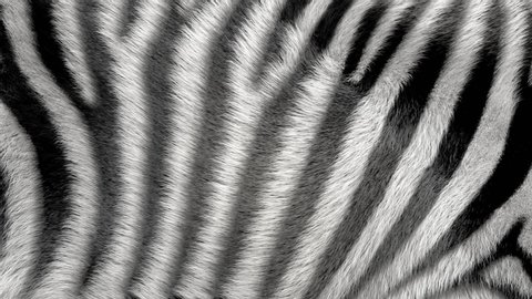 3D generated, waving, zebra fur background.