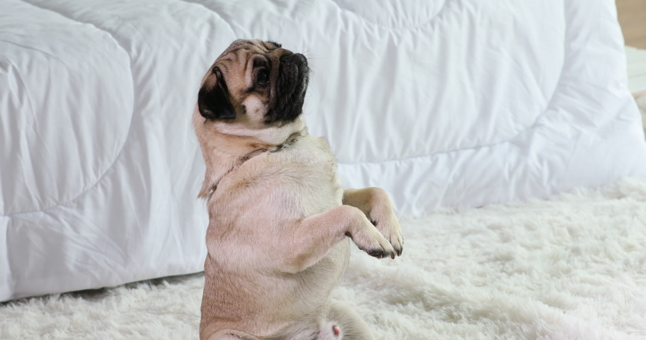 Happy dog pug breed smile and standing playing in bedroom feeling so comfortable and ralax,Healthy purebred dog