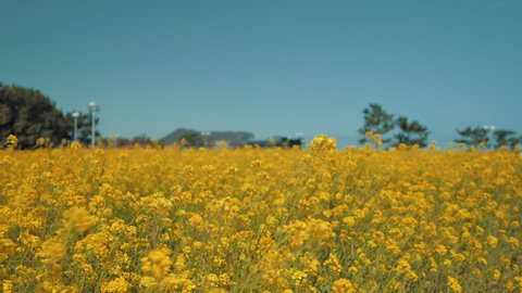 On a sunny day on Jeju Island in Korea, there are many 'Yuchae' rapeseed blooming under the blue sky.