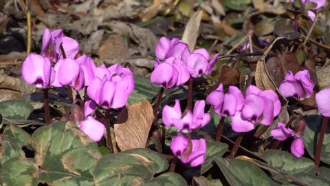 Close-up of spring Caucasian primroses Cyclamen purpurascens with pink flowers in a clearing in February in the foothills of the North Caucasus
