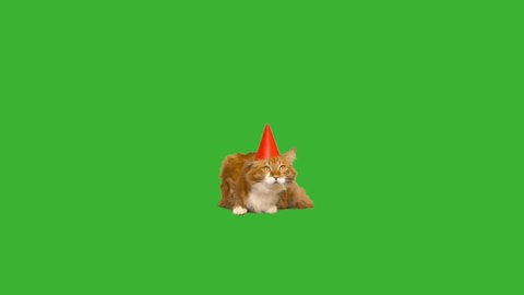 cat in a hat on a green screen