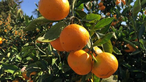 Orange mandarins on trees on plantation at Jeju island