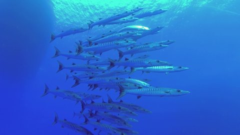 Slow motion - School of Barracudas slowly swim in the blue water. Blackfin barracuda - Sphyraena jelio, Underwater shot, Red sea, Egypt