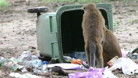 Monkey in dumpsite 